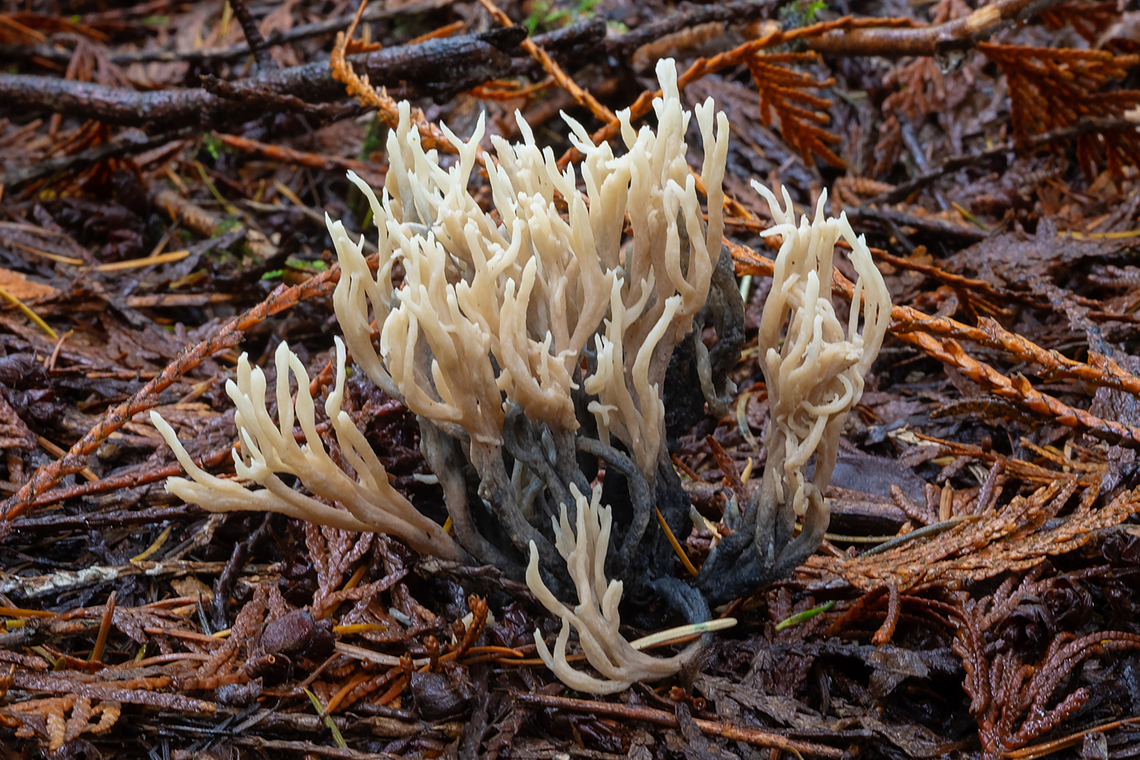 Clavulina coralloides parasitized with Helminthosphaeria clavariarum  Clavulina cristata,Fall,Geotagged,United States,White coral fungus