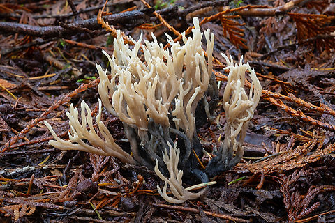 Clavulina coralloides parasitized with Helminthosphaeria clavariarum  Clavulina cristata,Fall,Geotagged,United States,White coral fungus