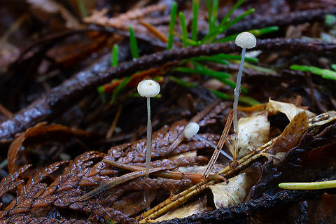 slimy stemmed mycena  Fall,Geotagged,Roridomyces roridus,United States