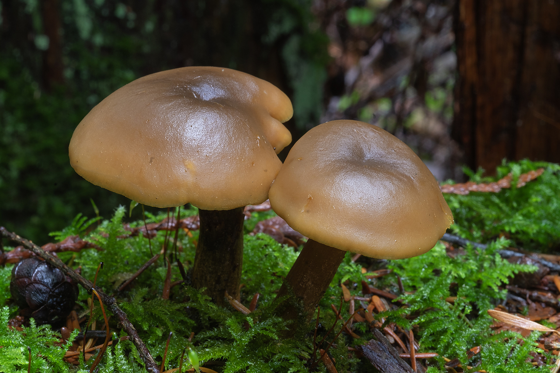 MBMs.. Medium brown mushrooms?  Callistosporium luteo-olivaceum,Fall,Geotagged,United States