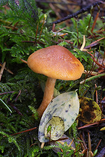 Gymnopilus sapineus  Fall,Geotagged,Gymnopilus sapineus,Scaly Rustgill,United States