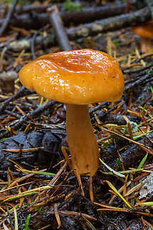Western lactarius  Fall,Geotagged,Lactarius luculentus,United States,Western Lactarius