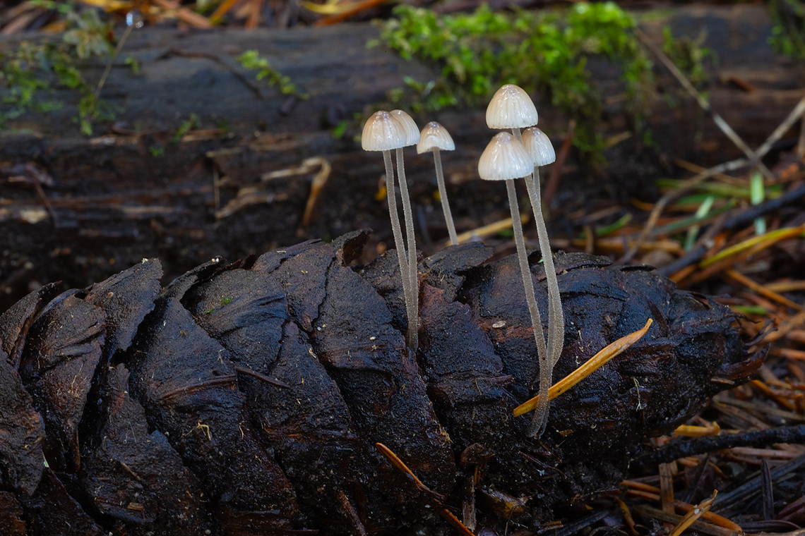 Mycena growing from a fir cone  Fall,Geotagged,United States