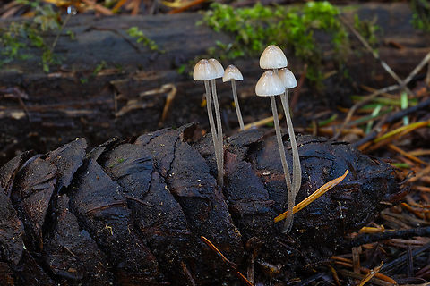Mycena growing from a fir cone  Fall,Geotagged,United States