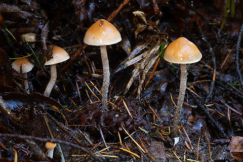 Hypholoma dispersum  Fall,Geotagged,Hypholoma dispersum,United States
