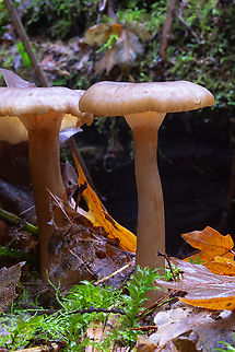 Cliticyboid they look a bit pale to be Pseudoclitocybe cyathiformis... Fall,Geotagged,United States