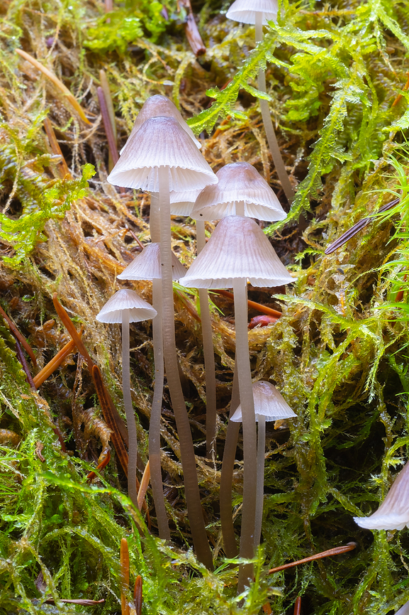 stump fairy helmets  Fall,Geotagged,Mycena alcalina,Stump fairy helmet mushroom,United States