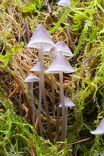 stump fairy helmets  Fall,Geotagged,Mycena alcalina,Stump fairy helmet mushroom,United States