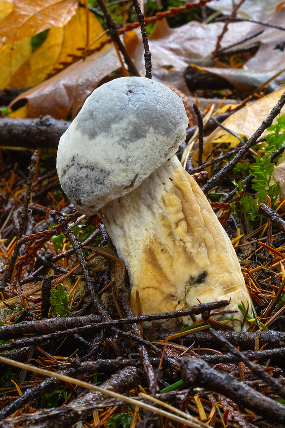 bolete eater  Bolete eater,Fall,Geotagged,Hypomyces chrysospermus,United States