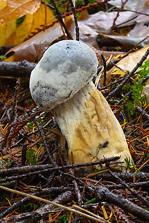bolete eater  Bolete eater,Fall,Geotagged,Hypomyces chrysospermus,United States