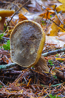 Xerocomellus amylosporus  Fall,Geotagged,United States,Xerocomellus amylosporus