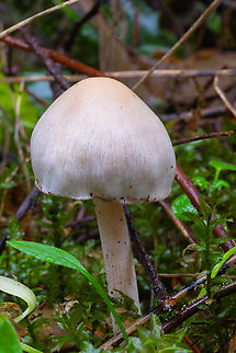 likely Inocybe species  Fall,Geotagged,United States