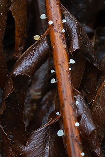 Little cups on dead fern likely Cudoniella or Neocudoniella Fall,Geotagged,United States