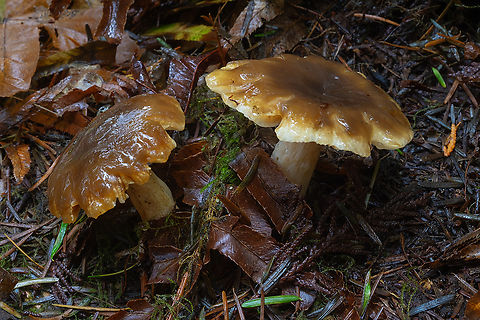 Slimy brown mushrooms with easily splitting caps also have hollow stems and light colored gills Fall,Geotagged,United States