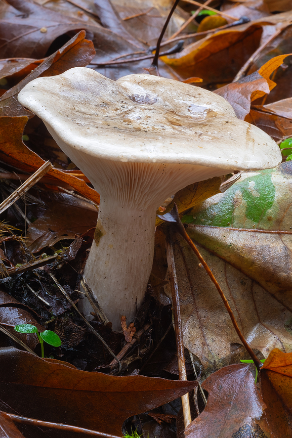 cloudy Clitocybe  Clitocybe nebularis,Clouded Agaric,Fall,Geotagged,United States