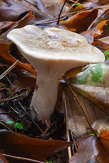 cloudy Clitocybe  Clitocybe nebularis,Clouded Agaric,Fall,Geotagged,United States