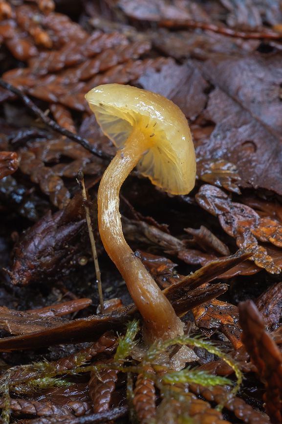 Tiny nearly see through yellow mushroom growing on cedar litter Fall,Geotagged,United States