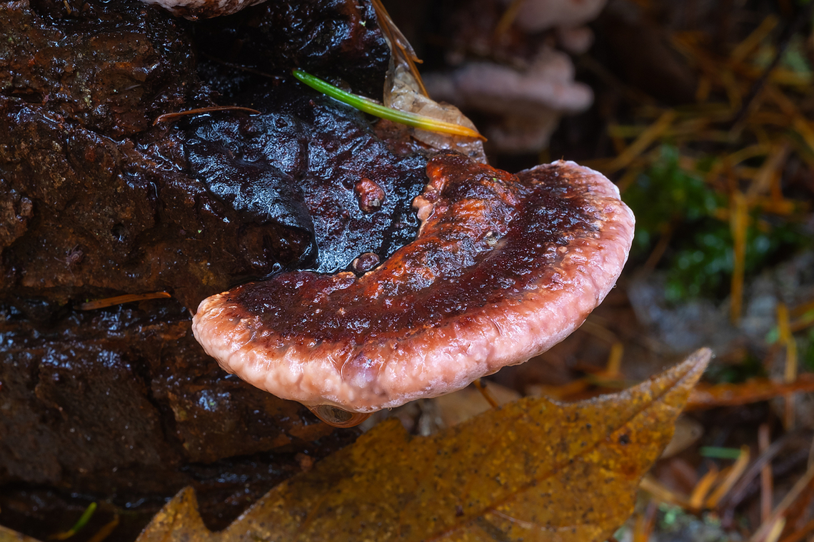 Rosy conk  Fall,Fomitopsis cajanderi,Geotagged,United States