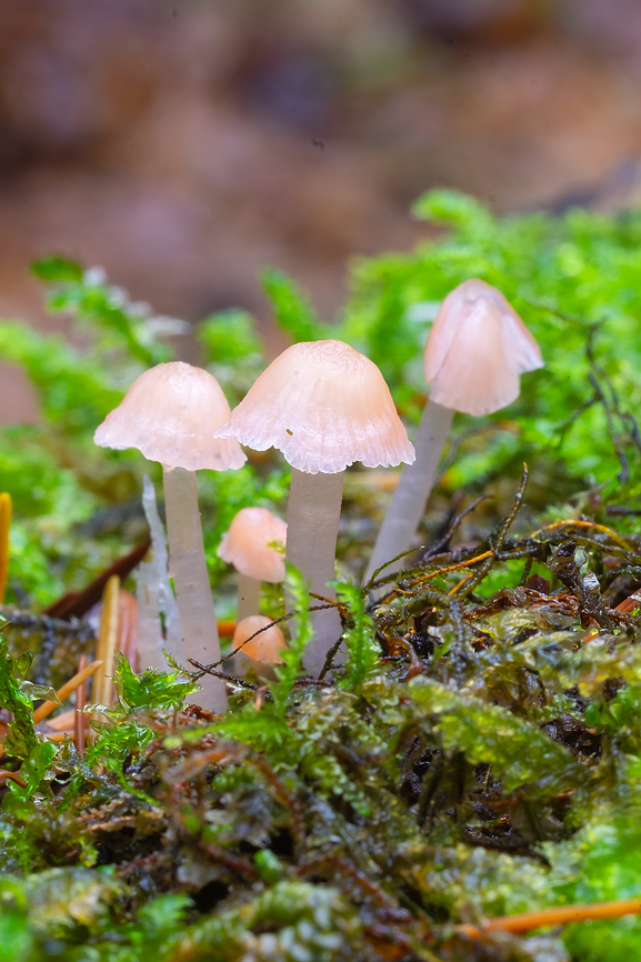 Pale pink mycena  Atheniella adonis,Fall,Geotagged,United States