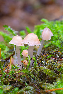Pale pink mycena  Atheniella adonis,Fall,Geotagged,United States
