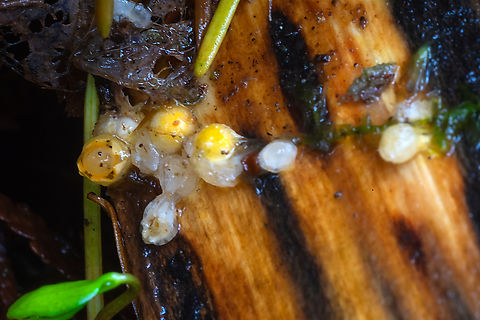 cannon ball fungus  Cannon Ball fungus,Fall,Geotagged,Sphaerobolus stellatus,United States
