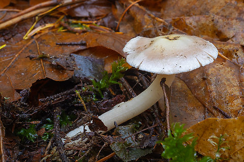 likely Entoloma sp.  Fall,Geotagged,United States