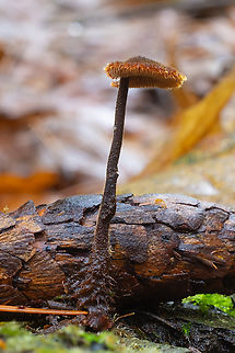 Ear pick fungus  Auriscalpium vulgare,Fall,Geotagged,Pinecone mushroom,United States