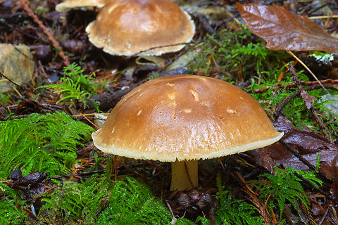large, soft, toast colored mushrooms Everything about these reminded me of a flan.. a little brown on the top, pale yellow underneath, very soft and fragile.. The gills were pale yellow, and as they were very soft and even at the age they seemed to be were not discolored by dark spore, I'm assuming the spore is light colored. They are fairly large - about the size of a teacup saucer. Fall,Geotagged,United States