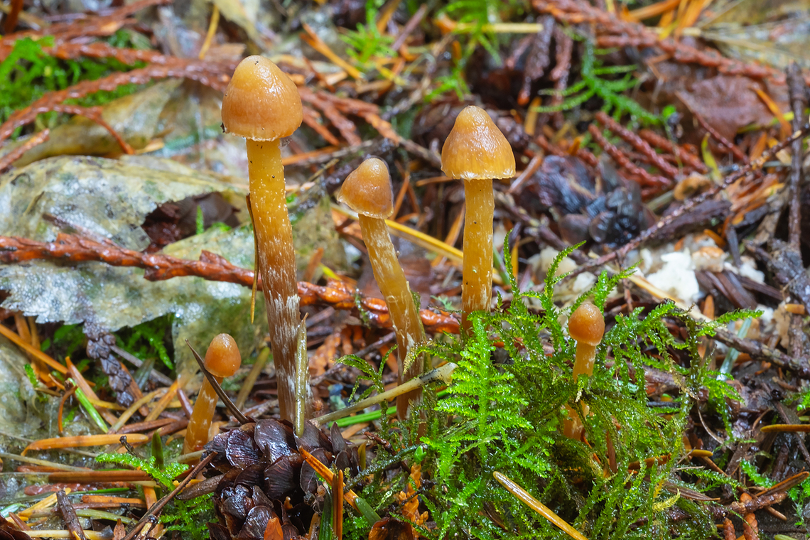 Pins So many mysteries today.. Psilocybe? Hypholoma? Deconia?... they were brightly colored Fall,Geotagged,United States