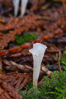 Yew club  Clavicorona taxophila,Fall,Geotagged,United States,yew club