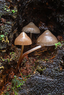 bleeding mycena tucked prettily into the end of a rotted out log Bleeding fairy helmet,Fall,Geotagged,Mycena haematopus,United States