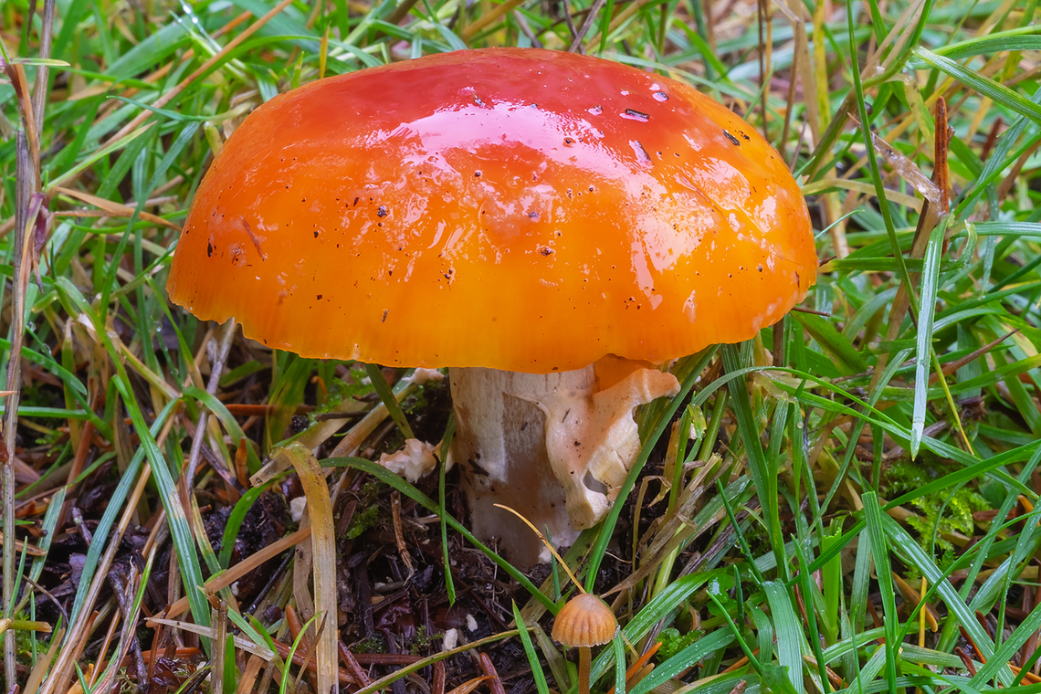 Scarlet-orange waxy cap  Fall,Geotagged,Hygrocybe aurantiosplendans,Hygrocybe aurantiosplendens,United States