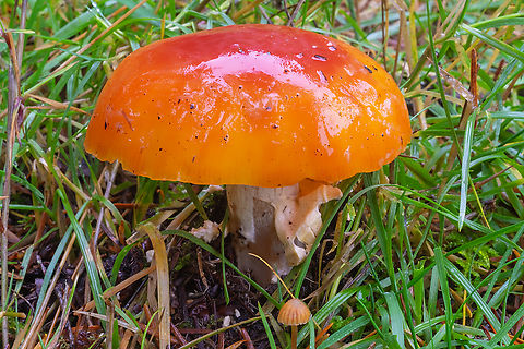 Scarlet-orange waxy cap  Fall,Geotagged,Hygrocybe aurantiosplendans,Hygrocybe aurantiosplendens,United States