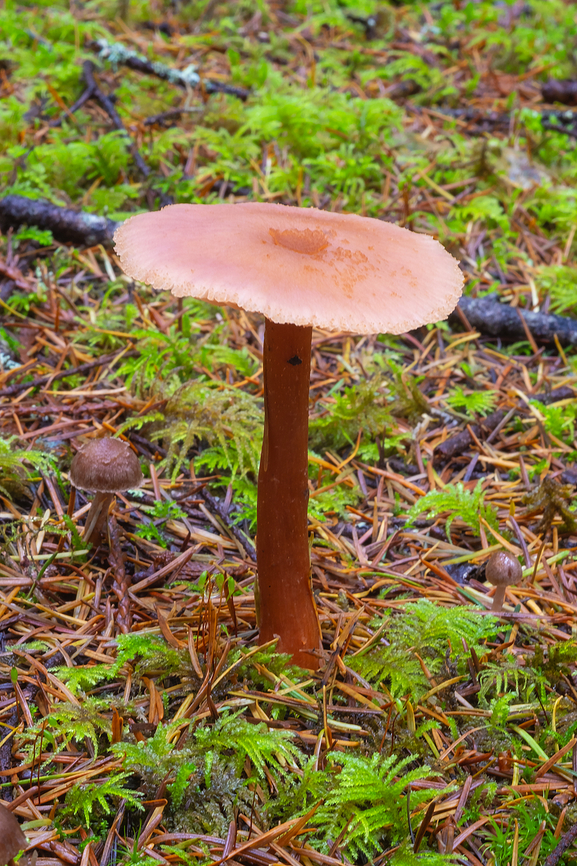 orange Entoloma  Fall,Geotagged,Rhodophana nitellina,United States