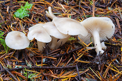 snowy waxcaps  Cuphophyllus virgineus,Fall,Geotagged,Snowy Waxcap,United States