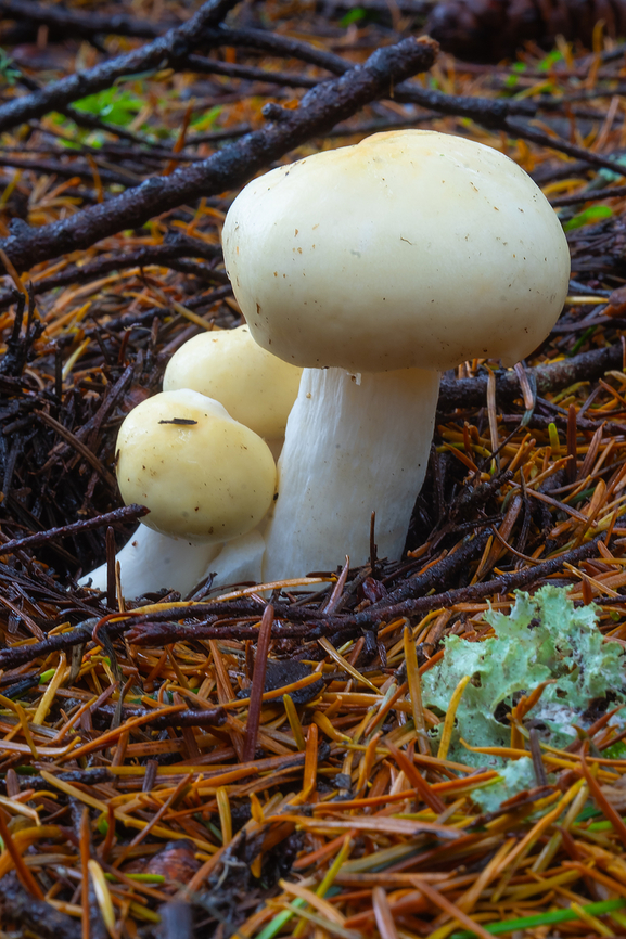 likely immature Russula sp.  Fall,Geotagged,United States