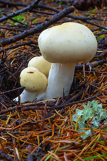 likely immature Russula sp.  Fall,Geotagged,United States