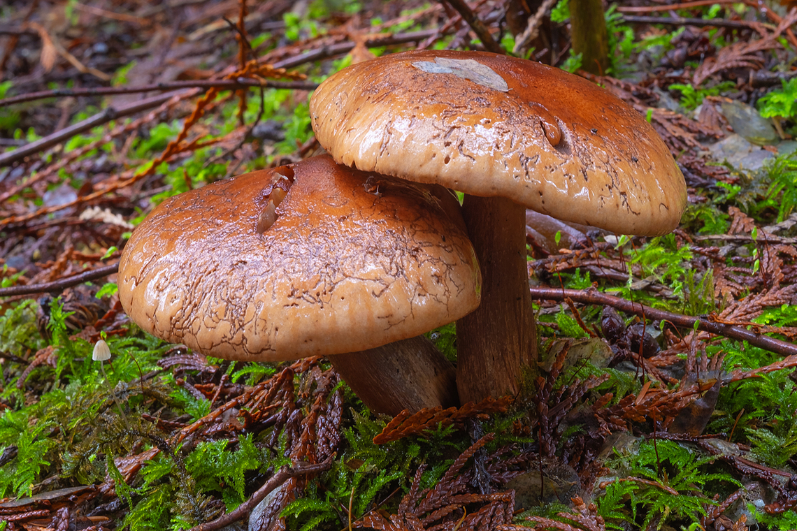Worm eaten caps  Fall,Geotagged,United States