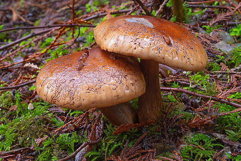 Worm eaten caps  Fall,Geotagged,United States