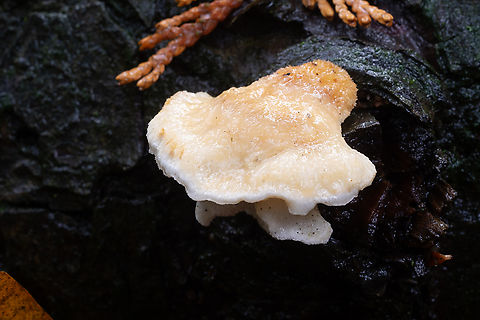 Small white shelf fungus slight orange tint to cap, white pores, somewhat soft Antrodia serialis,Fall,Geotagged,United States