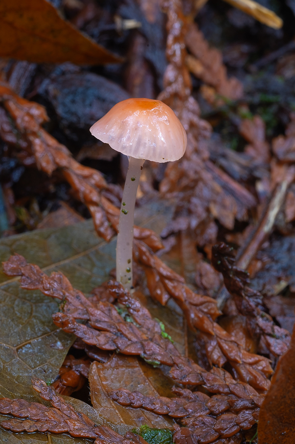 scarlet bonnet  Atheniella adonis,Fall,Geotagged,Scarlet Bonnet,United States
