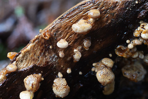 veiled panus tiny oysters - a bit damaged from the very wet weather Fall,Geotagged,Tectella patellaris,United States,Veiled Panus