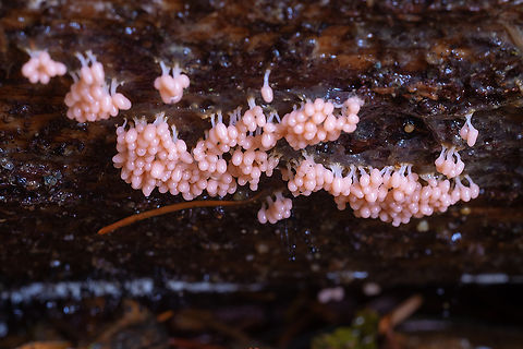 Pink slime mold likely Arcyria sp. sharing a log with a different, smaller, orange slime mold Fall,Geotagged,United States