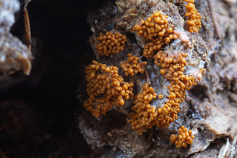 Orange slime mold sharing a log with a larger pale pink slime mold Fall,Geotagged,Insect-Egg Slime Mold,Leocarpus fragilis,United States