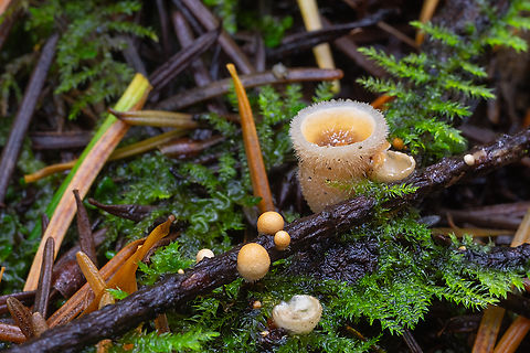 bird's nests  Crucibulum crucibuliforme,Fall,Geotagged,United States