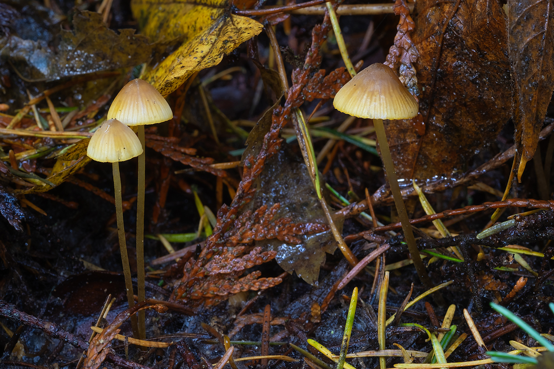 Golden edged bonnet  Fall,Geotagged,Mycena aurantiomarginata,United States