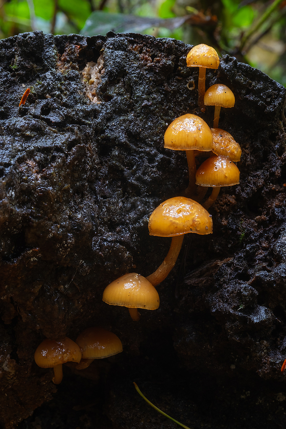 Kuehneromyces lignicola it&#039;s a bit odd looking, I think, because it&#039;s absolutely water logged..  Fall,Geotagged,Pholiota lignicola,United States