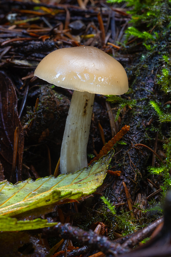 small olive brown mushroom Looks a bit like the Olive Lutes from the other day, but appeared to be growing on the ground and has lighter stipe than I&#039;d expect.. It could be growing on buried wood though... Also resembles Soapy Tricholoma and Lyophyllum sp. Fall,Geotagged,United States