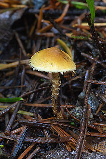 Saffron parasol  Cystoderma amianthinum,Fall,Geotagged,Saffron parasol,United States