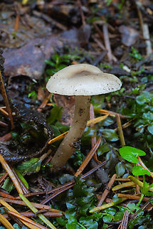 Small dull waxy Could be a waxy cap or possibly a Clitocybe... quite common at the moment in this area, usually growing in onesie-twosies Fall,Geotagged,United States
